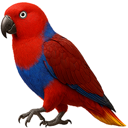 Red-Sided Eclectus